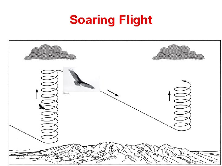 Soaring Flight 