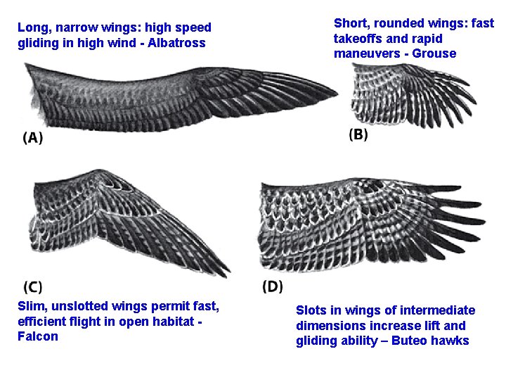 Long, narrow wings: high speed gliding in high wind - Albatross Slim, unslotted wings