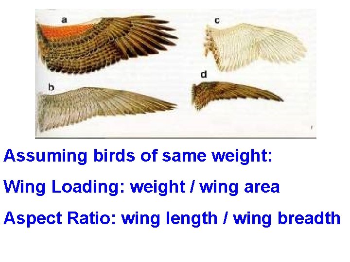 Assuming birds of same weight: Wing Loading: weight / wing area Aspect Ratio: wing