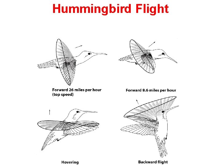 Hummingbird Flight 