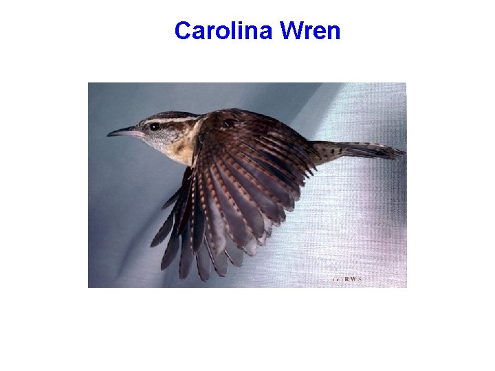 Carolina Wren 