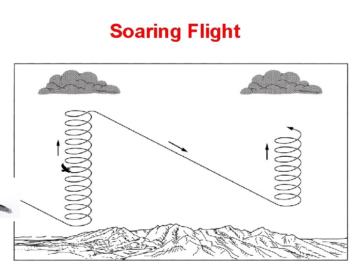 Soaring Flight 