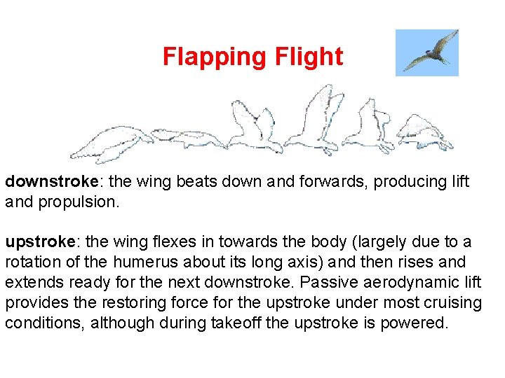 Flapping Flight downstroke: the wing beats down and forwards, producing lift and propulsion. upstroke: