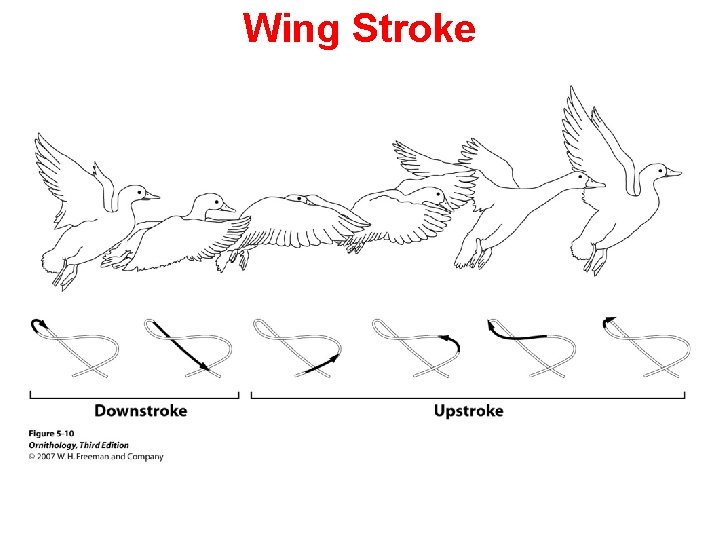 Wing Stroke 