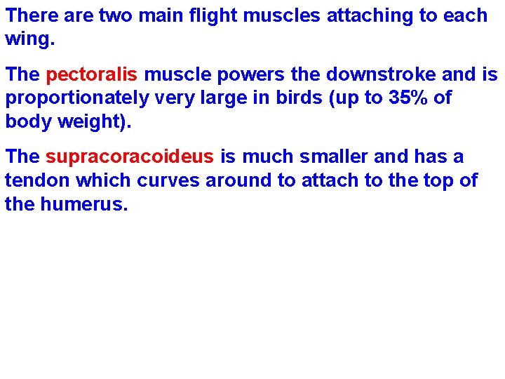 There are two main flight muscles attaching to each wing. The pectoralis muscle powers