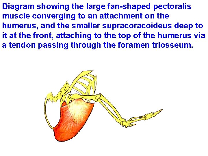 Diagram showing the large fan-shaped pectoralis muscle converging to an attachment on the humerus,