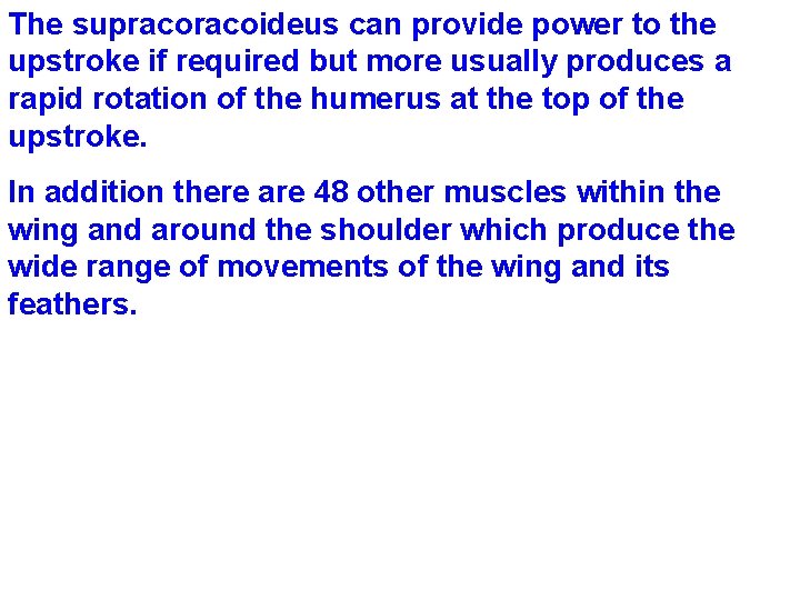 The supracoideus can provide power to the upstroke if required but more usually produces