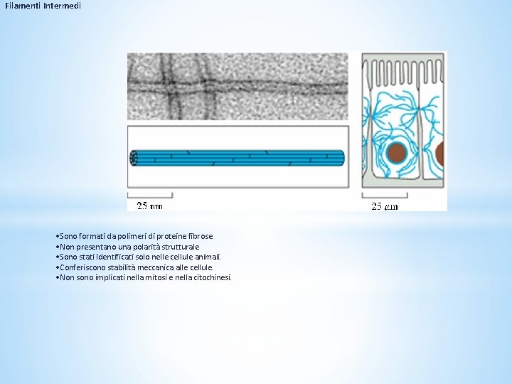 Filamenti Intermedi • Sono formati da polimeri di proteine fibrose. • Non presentano una