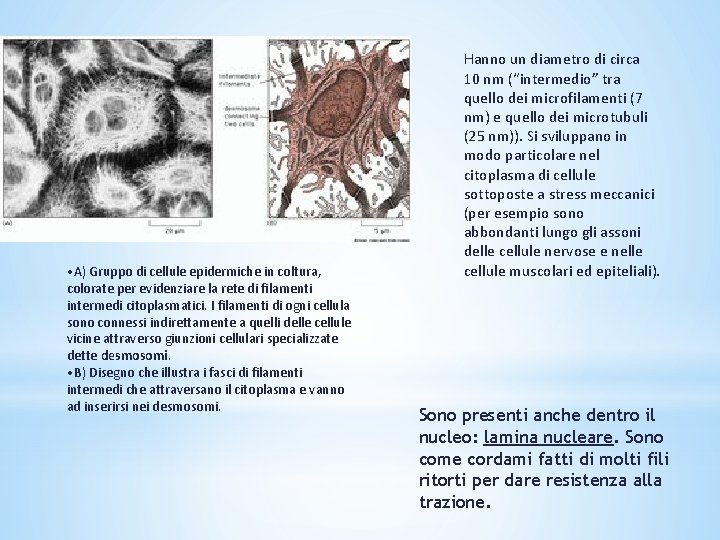  • A) Gruppo di cellule epidermiche in coltura, colorate per evidenziare la rete