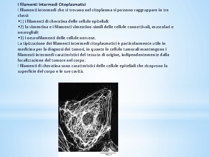 I filamenti Intermedi Citoplasmatici I filamenti intermedi che si trovano nel citoplasma si possono