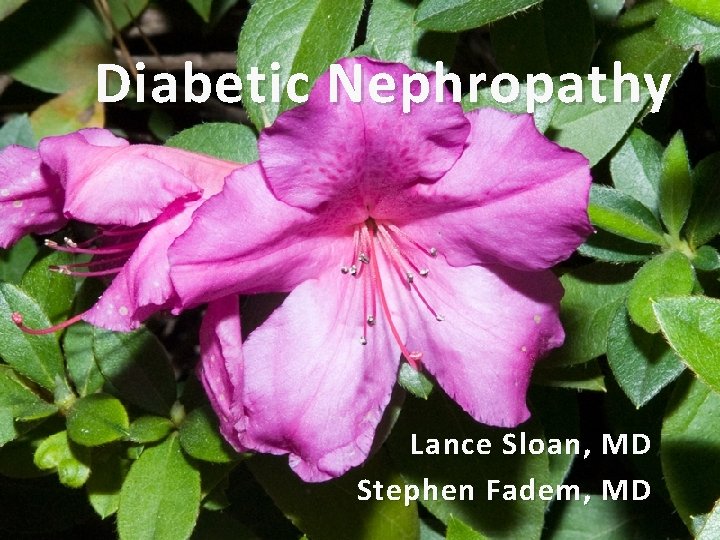 Diabetic Nephropathy Lance Sloan, MD Stephen Fadem, MD 