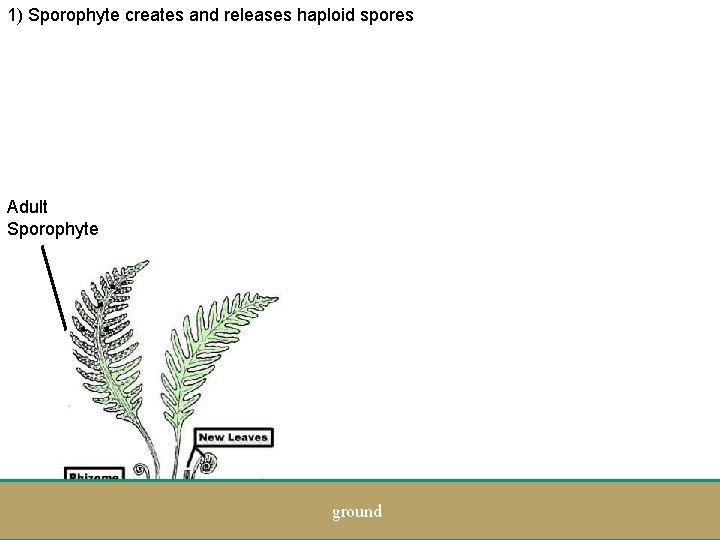 1) Sporophyte creates and releases haploid spores Adult Sporophyte . . ground 