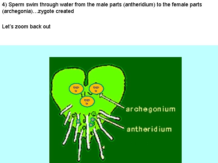 4) Sperm swim through water from the male parts (antheridium) to the female parts