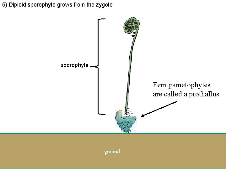 5) Diploid sporophyte grows from the zygote sporophyte Fern gametophytes are called a prothallus