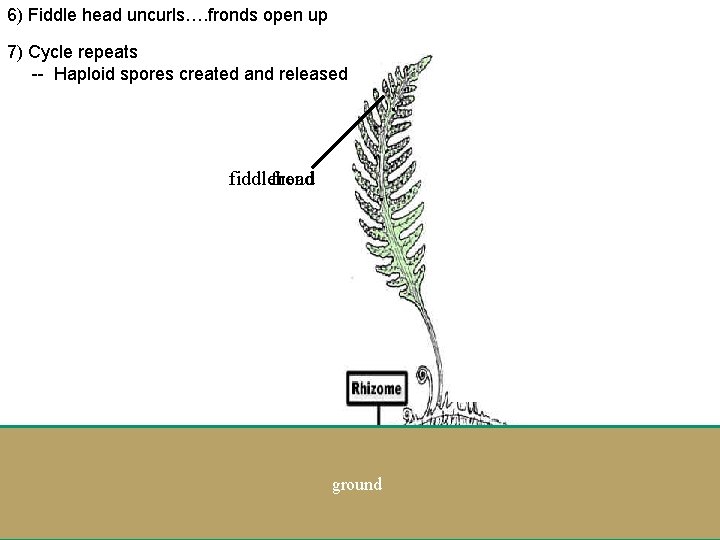 6) Fiddle head uncurls…. fronds open up 7) Cycle repeats -- Haploid spores created