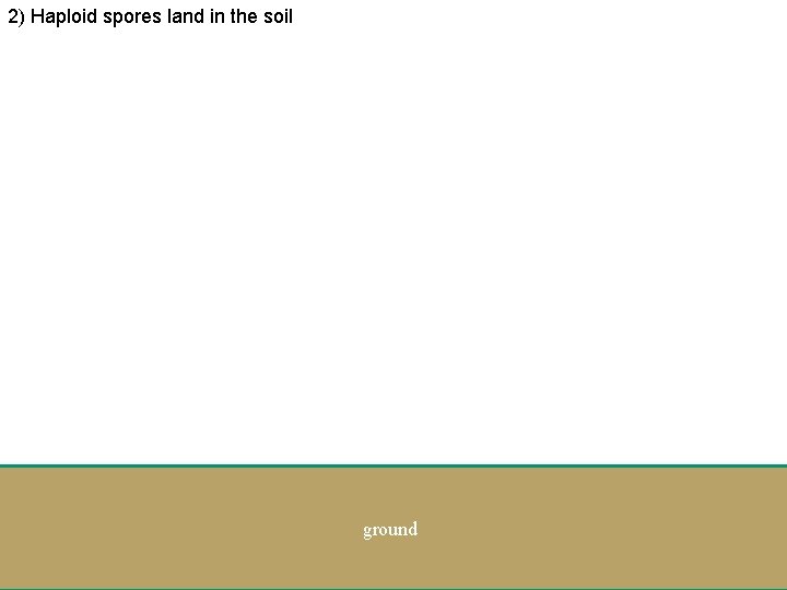 2) Haploid spores land in the soil ground 