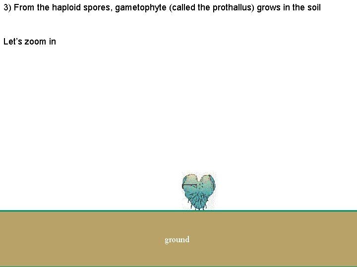 3) From the haploid spores, gametophyte (called the prothallus) grows in the soil Let’s