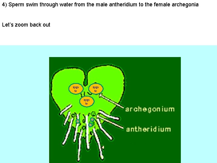 4) Sperm swim through water from the male antheridium to the female archegonia Let’s