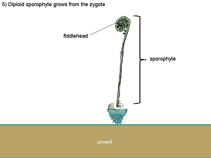 5) Diploid sporophyte grows from the zygote fiddlehead sporophyte ground 