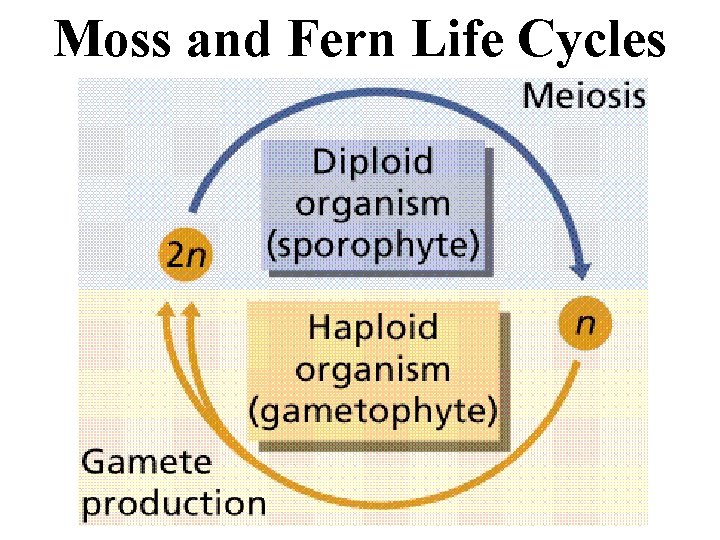 Moss and Fern Life Cycles 