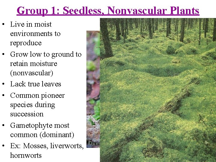 Group 1: Seedless, Nonvascular Plants • Live in moist environments to reproduce • Grow