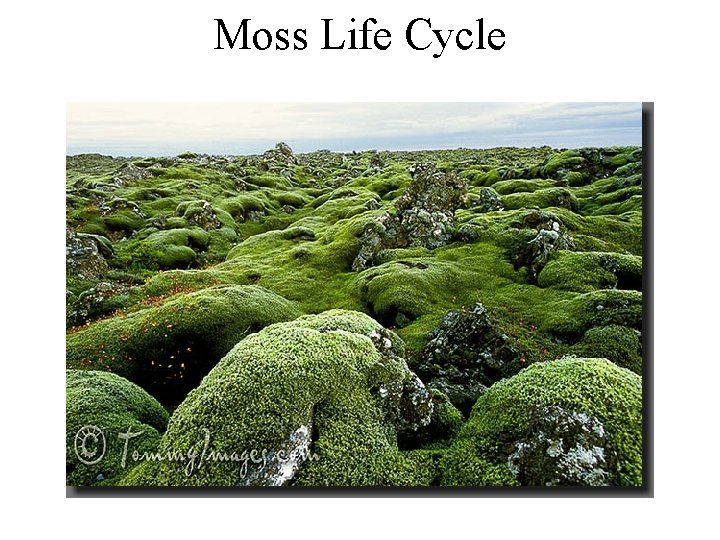 Moss Life Cycle 