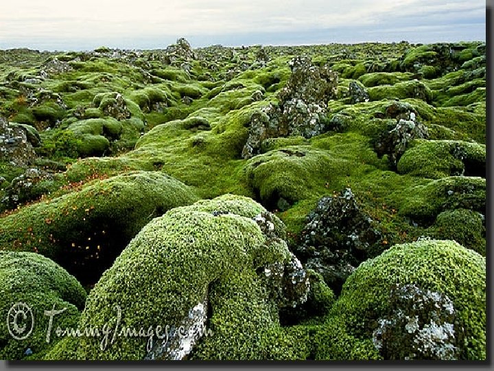 1)Moss gametophytes grow near the ground (haploid stage) 2) Through water, sperm from the