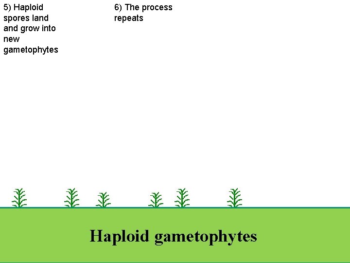 5) Haploid spores land grow into new gametophytes 6) The process repeats ground Haploid