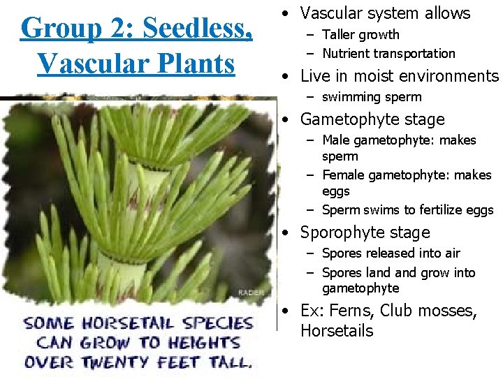 Group 2: Seedless, Vascular Plants • Vascular system allows – Taller growth – Nutrient