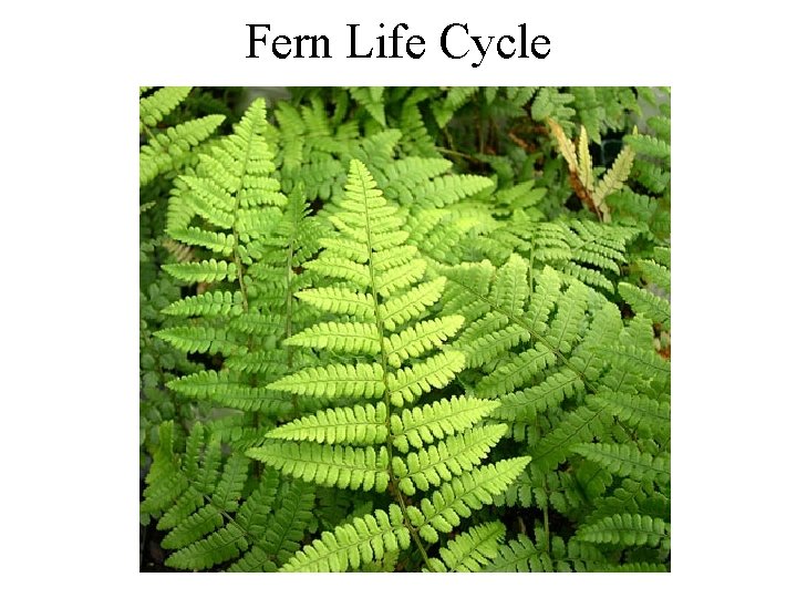 Fern Life Cycle 