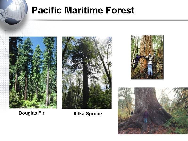 Pacific Maritime Forest Douglas Fir Sitka Spruce Pacific Maritime Forest Douglas Fir Sitka Spruce