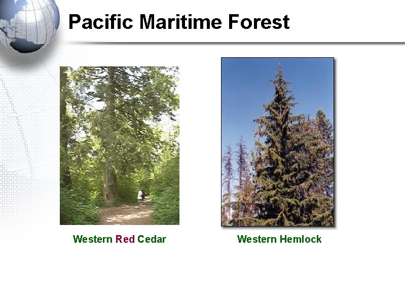 Pacific Maritime Forest Western Red Cedar Western Hemlock Pacific Maritime Forest Western Red Cedar Western Hemlock