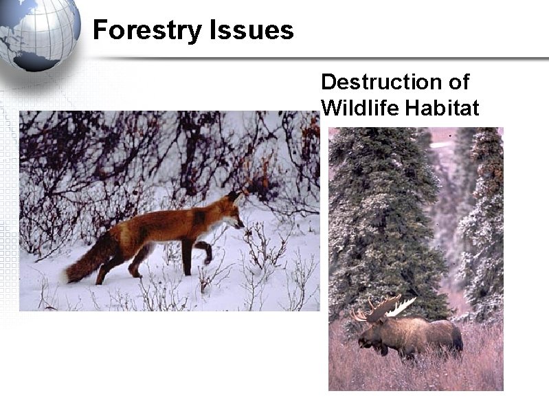 Forestry Issues Destruction of Wildlife Habitat Forestry Issues Destruction of Wildlife Habitat