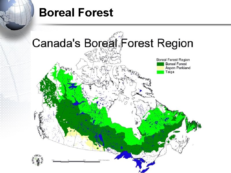 Boreal Forest Boreal Forest