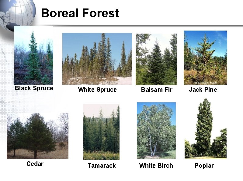 Boreal Forest Black Spruce Cedar White Spruce Balsam Fir Jack Pine Tamarack White Birch Boreal Forest Black Spruce Cedar White Spruce Balsam Fir Jack Pine Tamarack White Birch