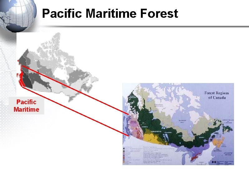 Pacific Maritime Forest Pacific Maritime Pacific Maritime Forest Pacific Maritime