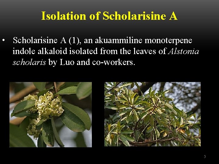 Isolation of Scholarisine A • Scholarisine A (1), an akuammiline monoterpene indole alkaloid isolated