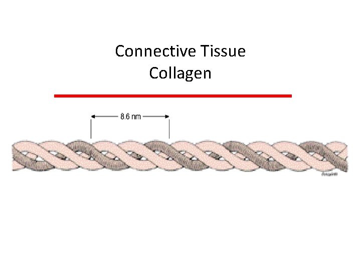 Connective Tissue Collagen 