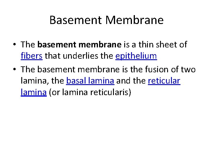 Basement Membrane • The basement membrane is a thin sheet of fibers that underlies