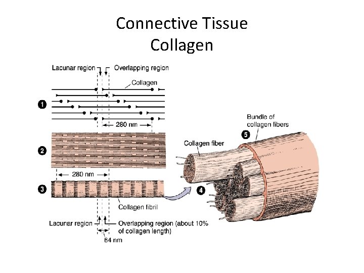 Connective Tissue Collagen 