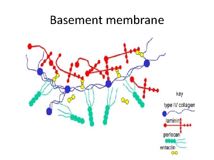 Basement membrane 