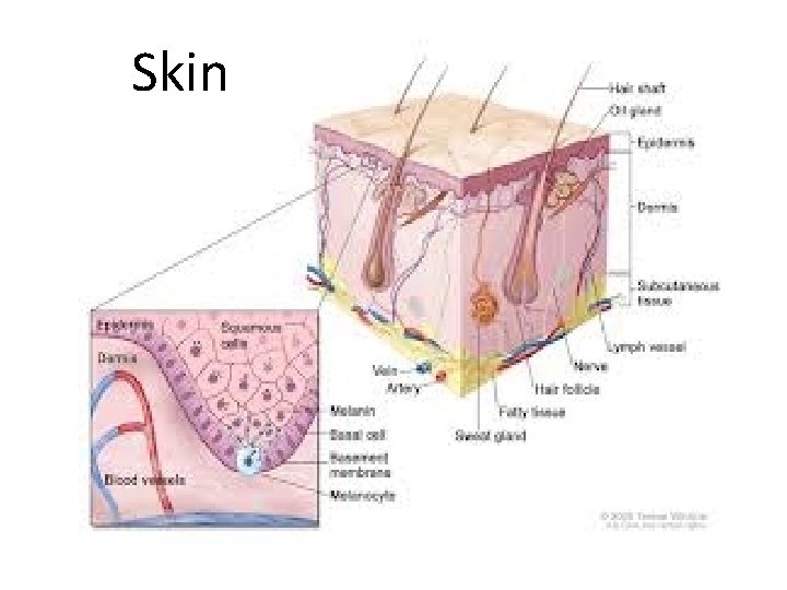 Skin 
