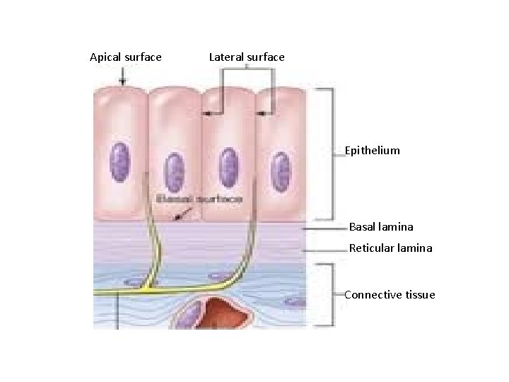 Apical surface Lateral surface Epithelium Basal lamina Reticular lamina Connective tissue 