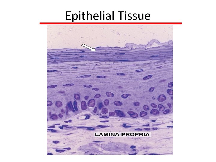 Epithelial Tissue 