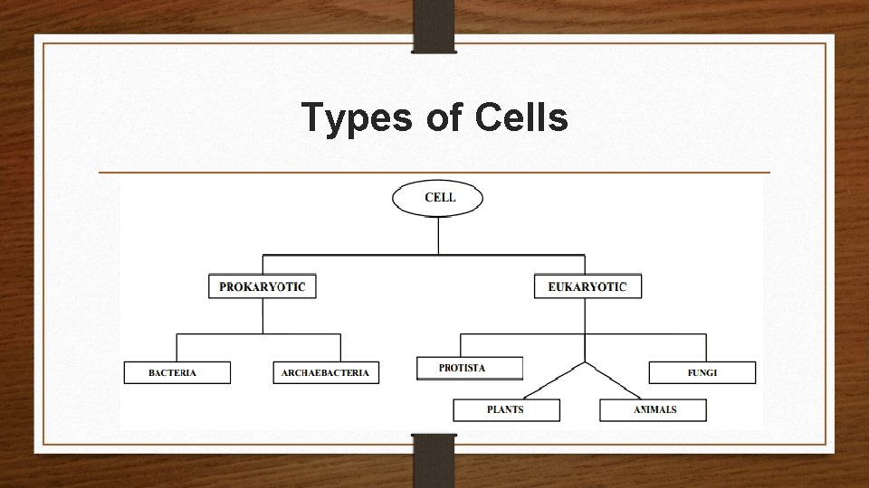 Types of Cells 