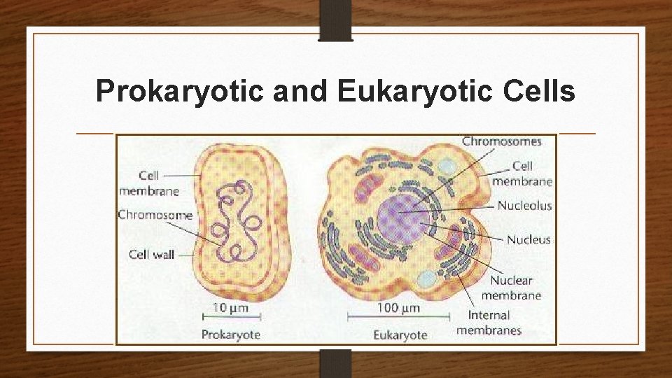 Prokaryotic and Eukaryotic Cells 