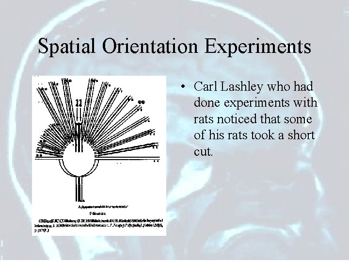Spatial Orientation Experiments • Carl Lashley who had done experiments with rats noticed that