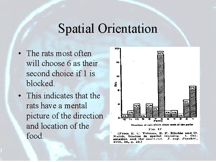 Spatial Orientation • The rats most often will choose 6 as their second choice