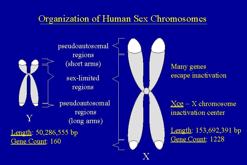 Organization of Human Sex Chromosomes pseudoautosomal regions (short arms) Many genes escape inactivation sex-limited
