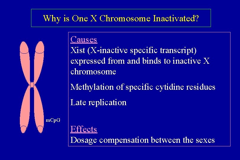 Why is One X Chromosome Inactivated? Causes Xist (X-inactive specific transcript) expressed from and